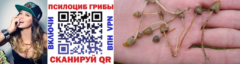 Галлюциногенные грибы Psilocybe  Каргополь 